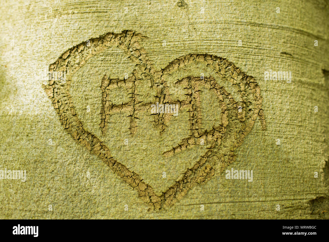 Heart carved in tree bark with letters A+D, Germany Stock Photo