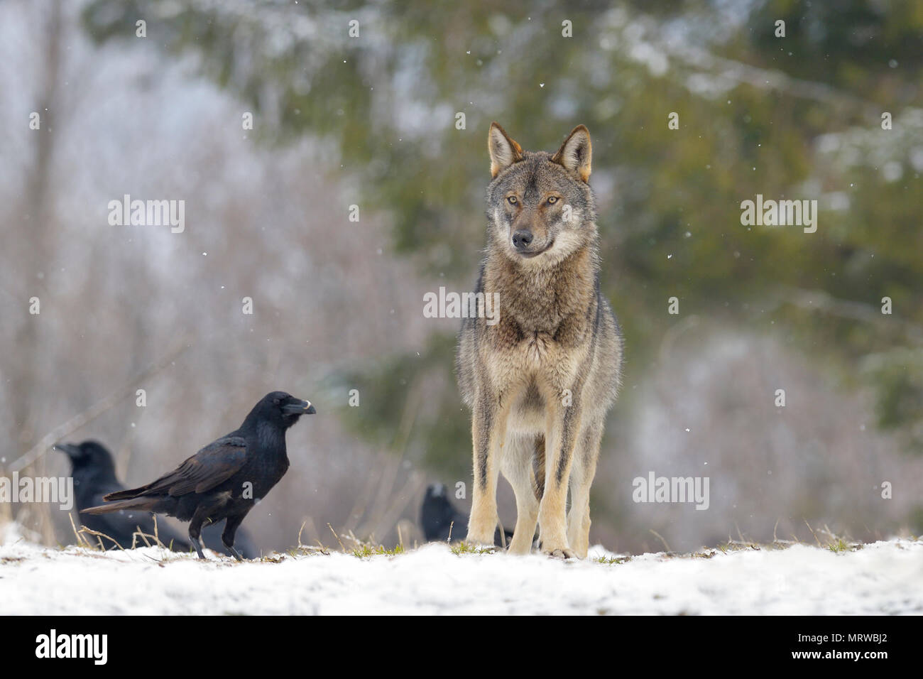 Eurasian Wolf (Canis lupus lupus) on a clearing in winter, Forest Carpathians, Carpathians, Poland Stock Photo