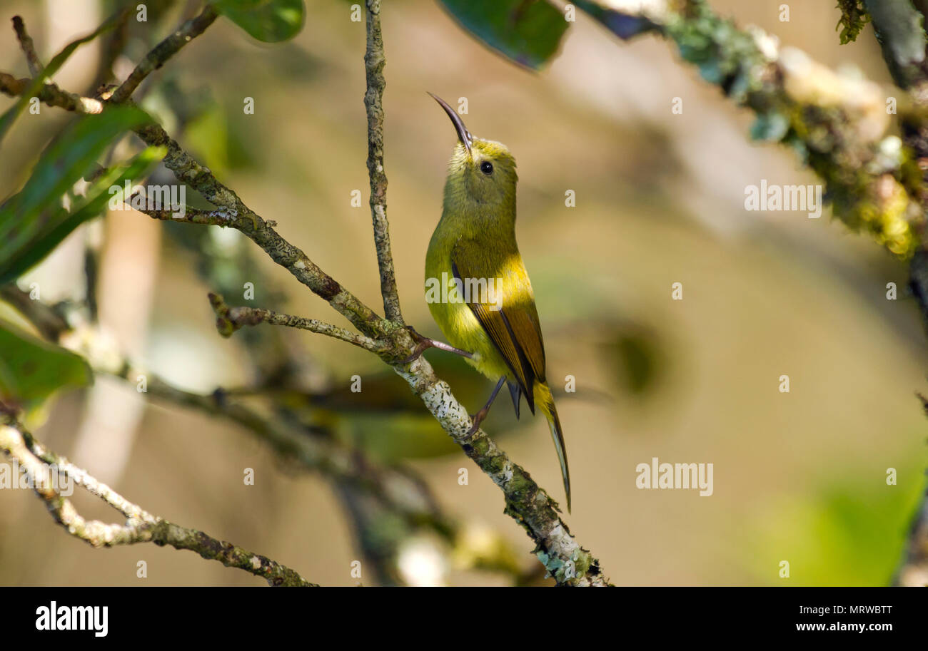 Green-tailed Sunbird (Aethopyga nipalensis angkanensis), female, sitting on branch in tree, Doi Inthanon, Chiang Mai Province Stock Photo