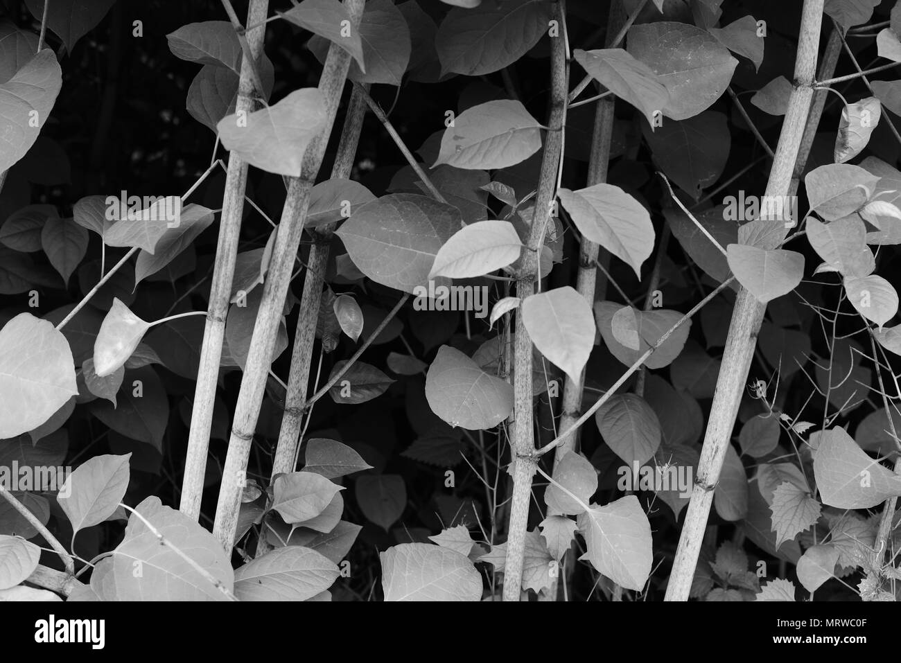 Black knot fungus hi-res stock photography and images - Alamy