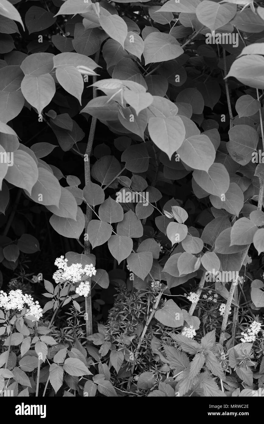 Rhizomes bamboo hi-res stock photography and images - Alamy