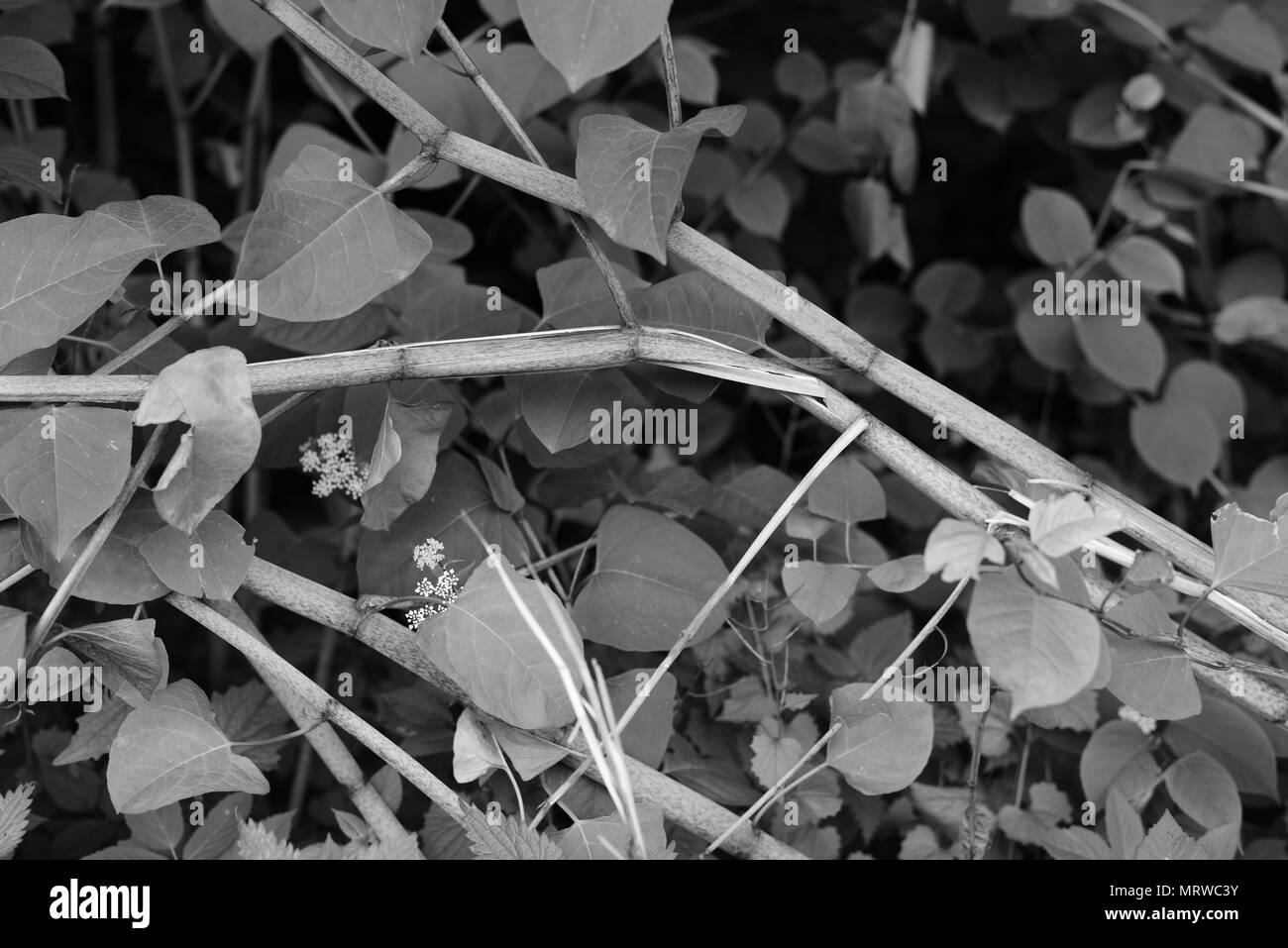 Black knot fungus hi-res stock photography and images - Alamy