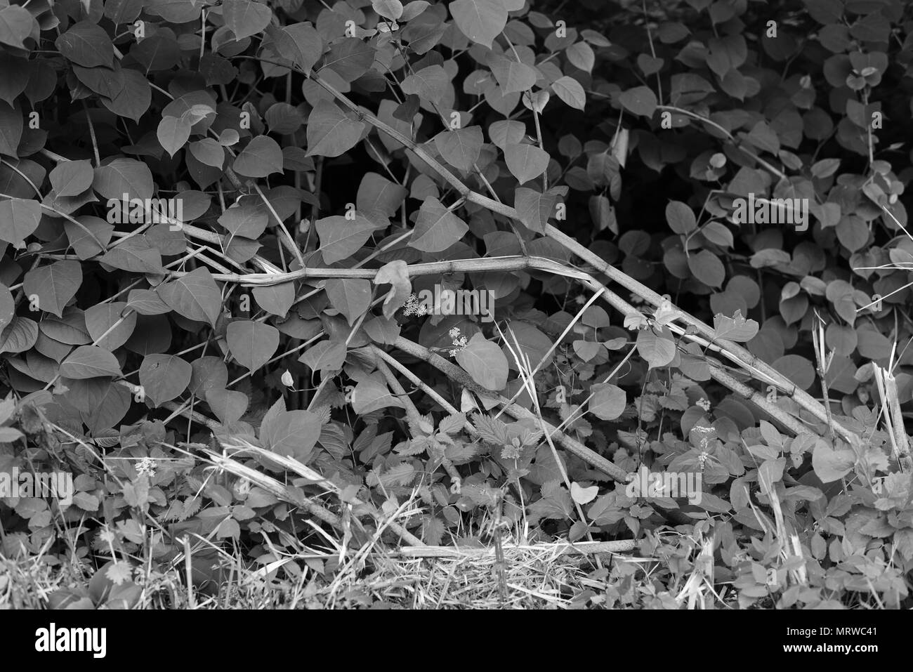 Black knot fungus hi-res stock photography and images - Alamy