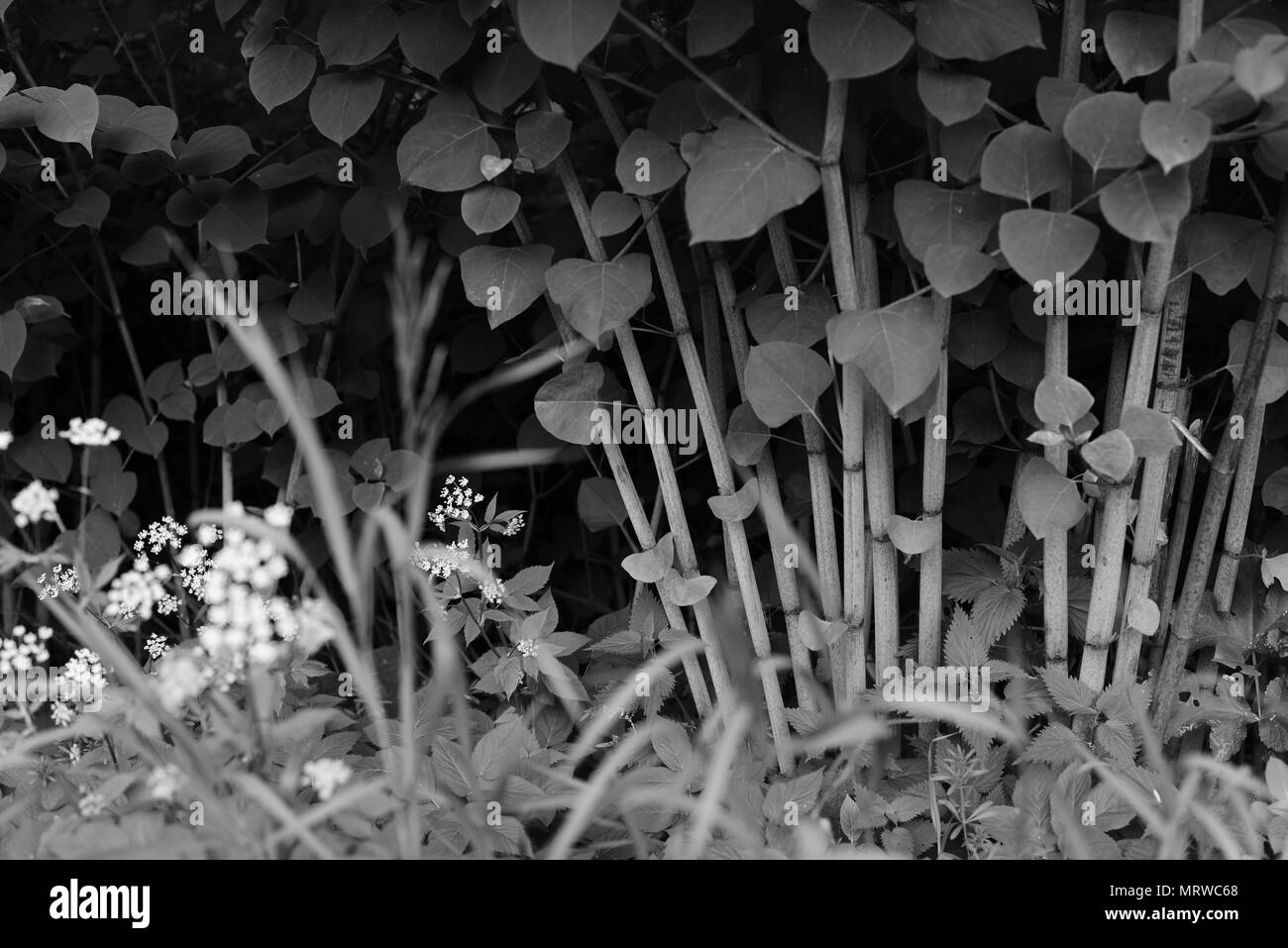 Black knot fungus hi-res stock photography and images - Alamy