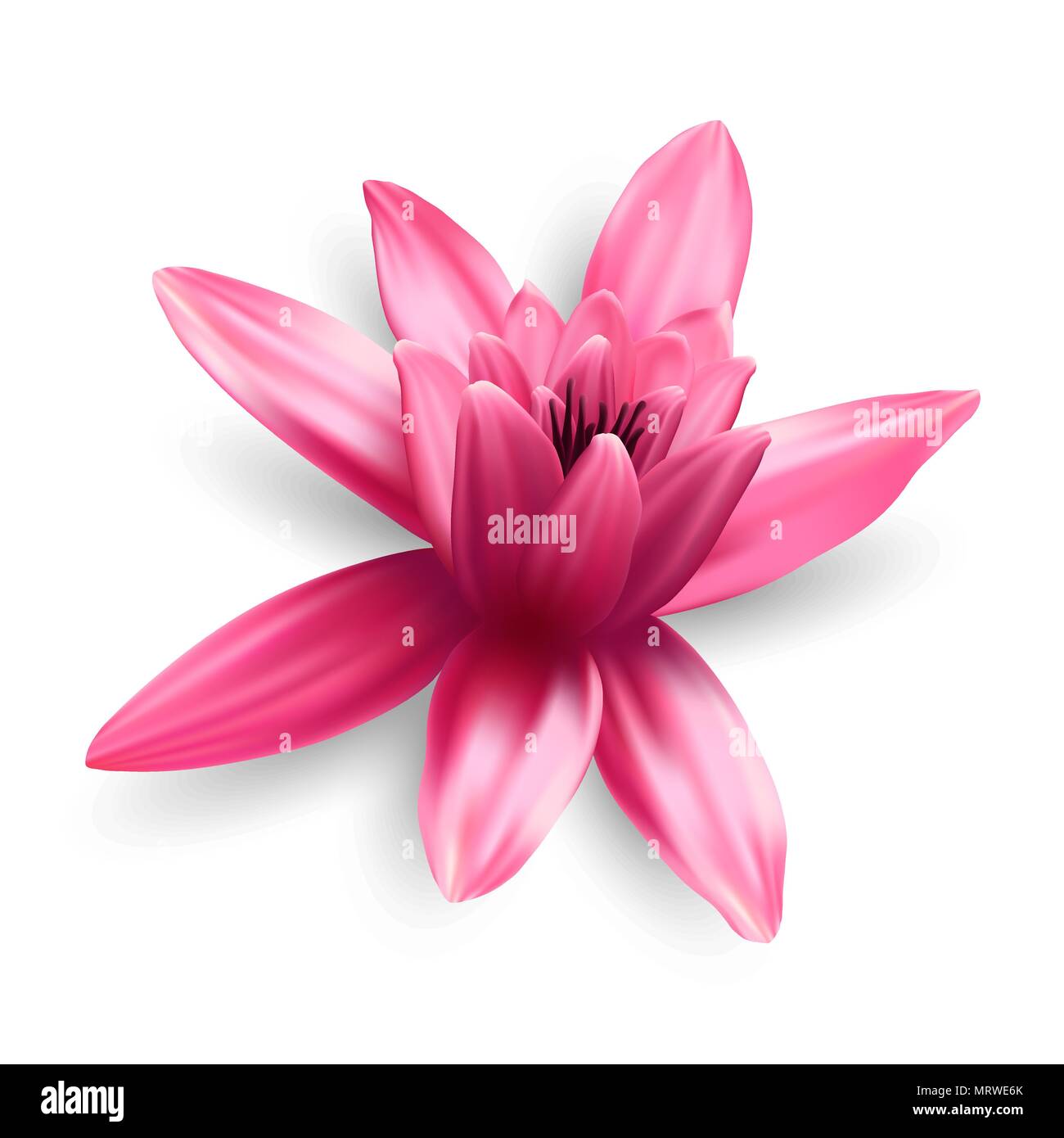 Lotus flower isolated on white background Stock Vector Image & Art - Alamy
