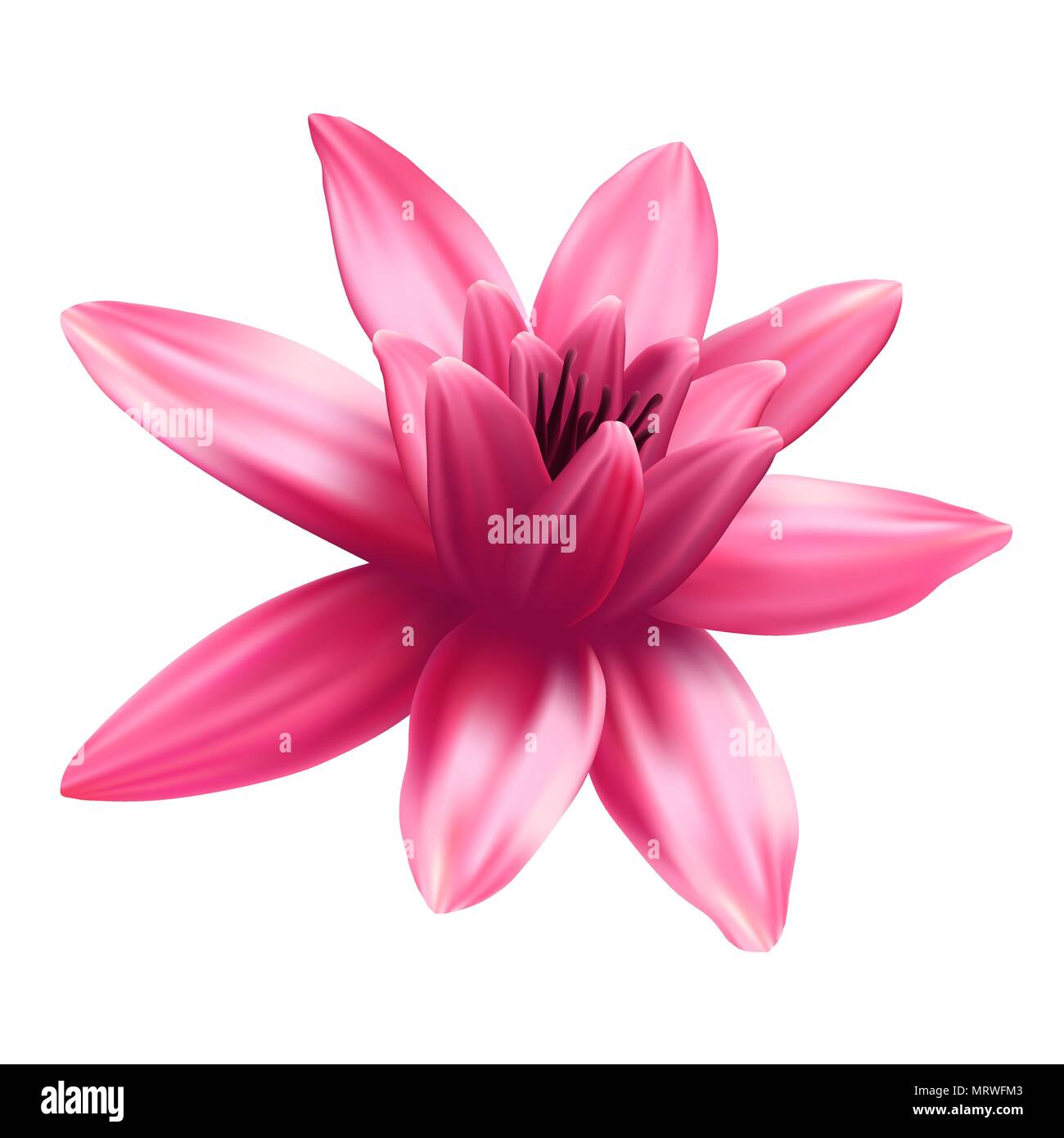 Lotus flower isolated on white background. Stock Vector