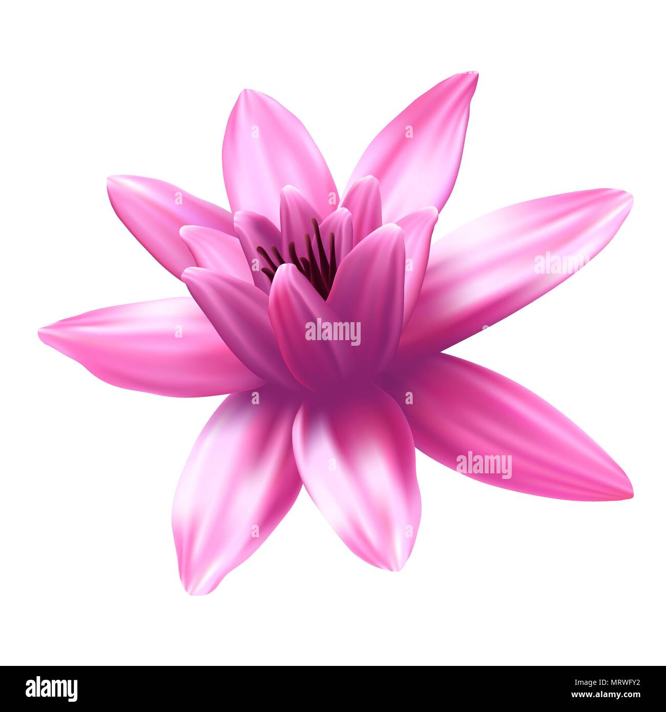 Lotus flower isolated on white background. Stock Vector