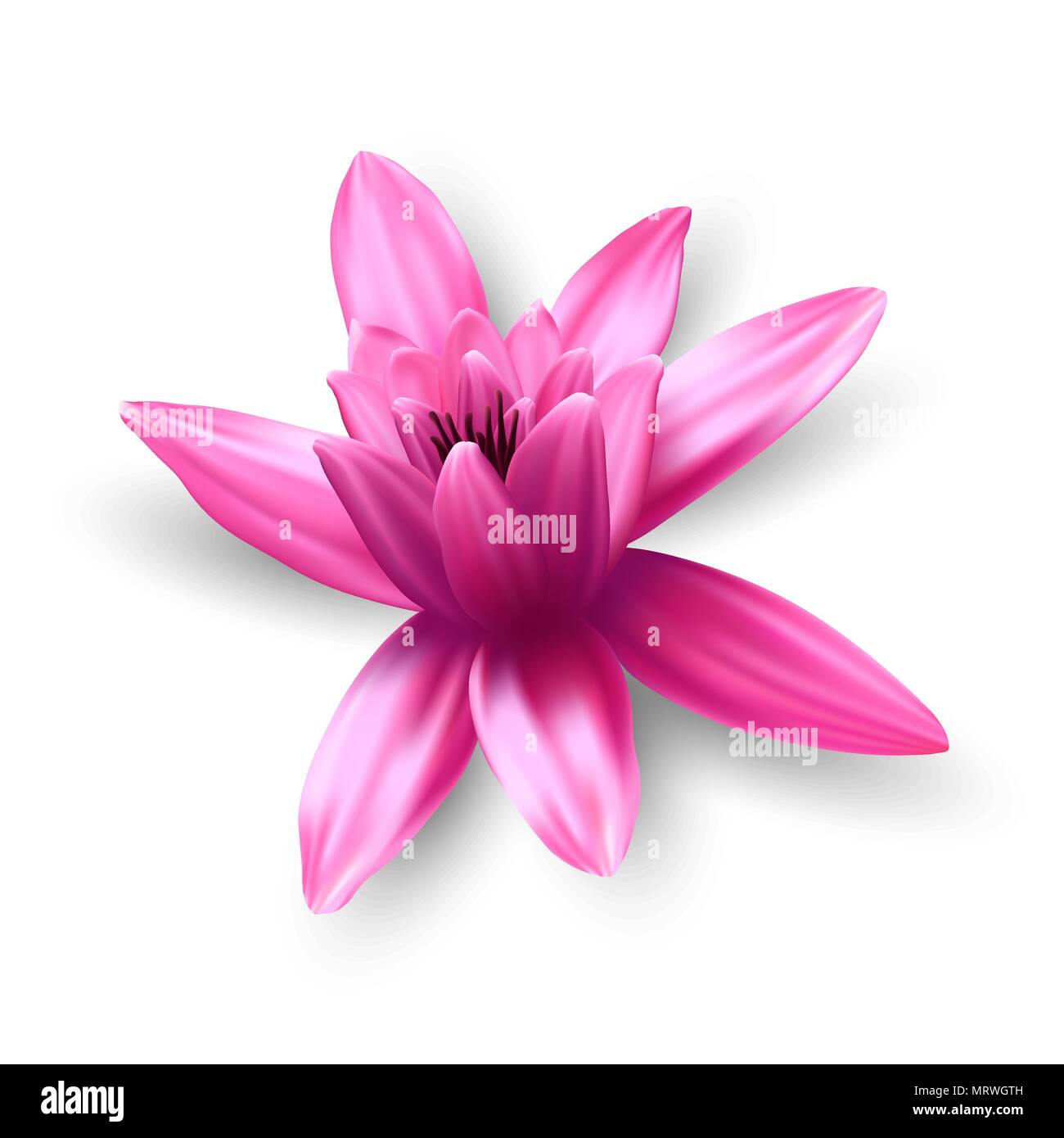 Lotus flower isolated on white background. Vector illustration Stock ...