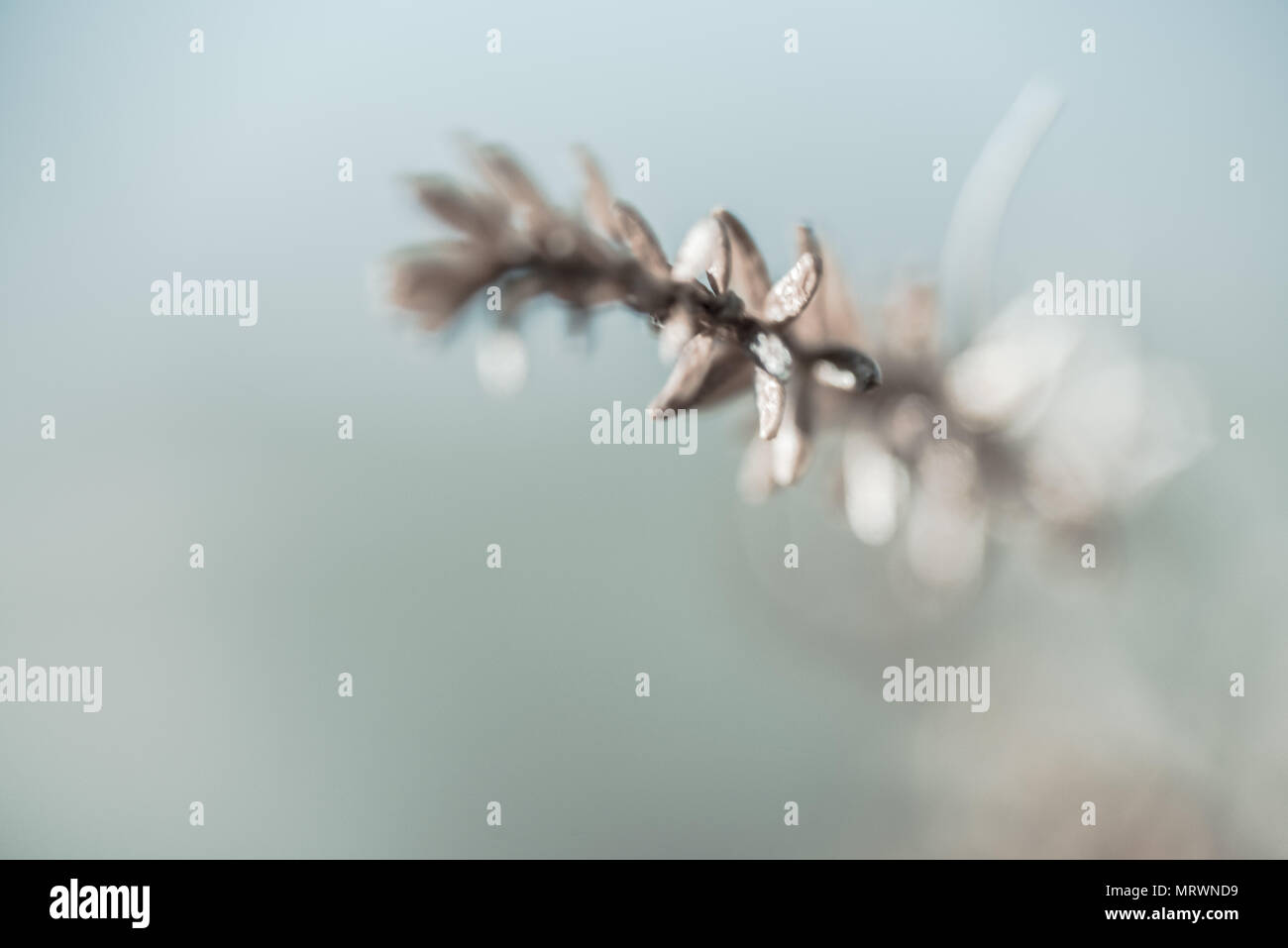 Floral Leaf Isolated Stock Photo - Alamy