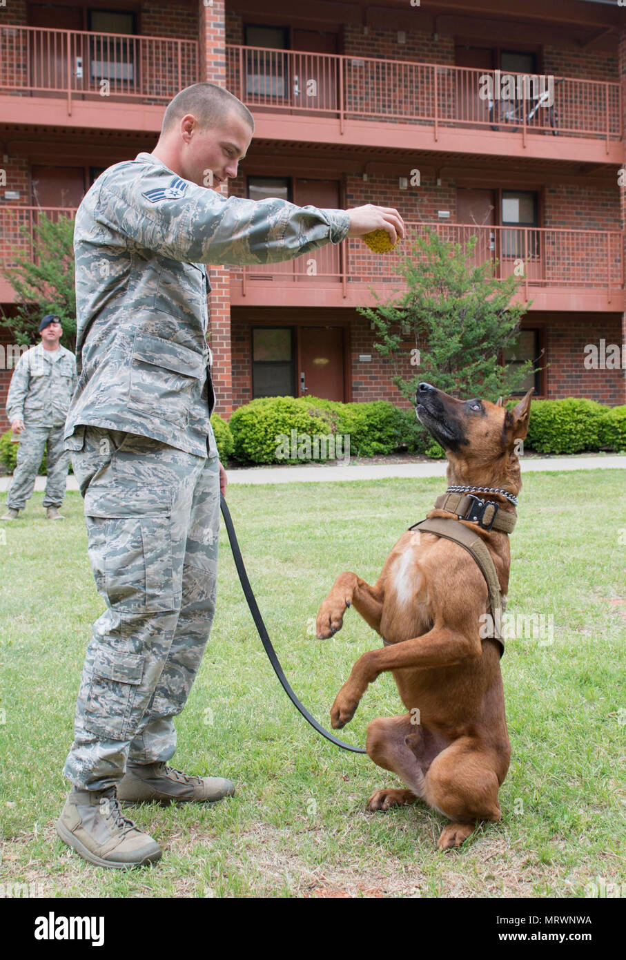 Military Dog Memes Military Dog Memes