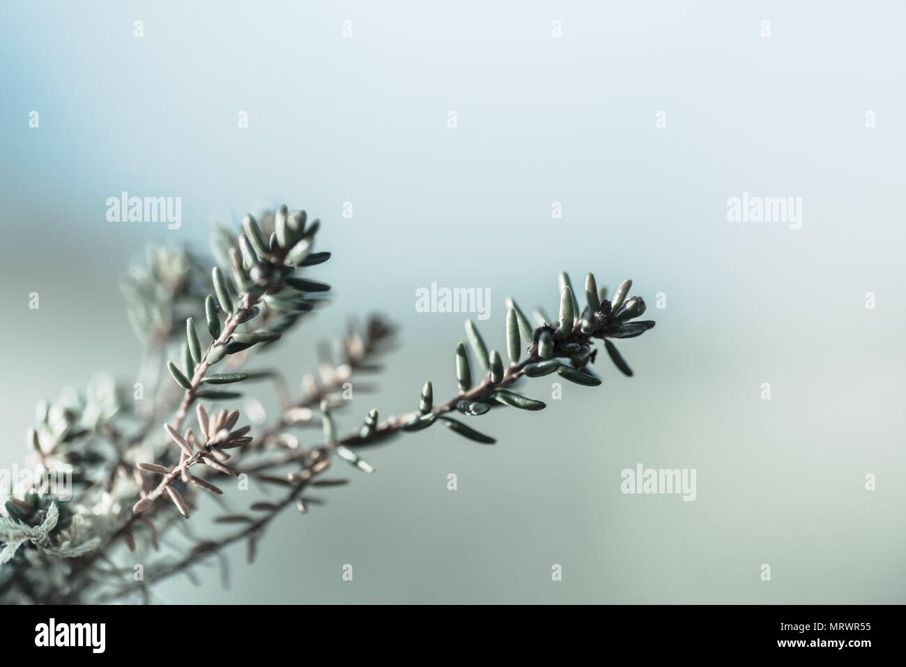 Floral Leaf Isolated Stock Photo - Alamy