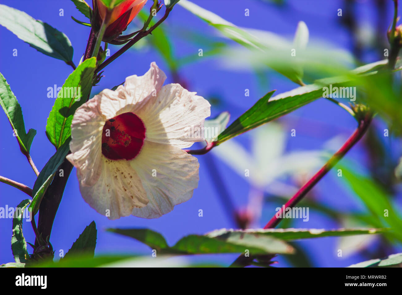 Vinagreira a flor do quiabo azedo Stock Photo