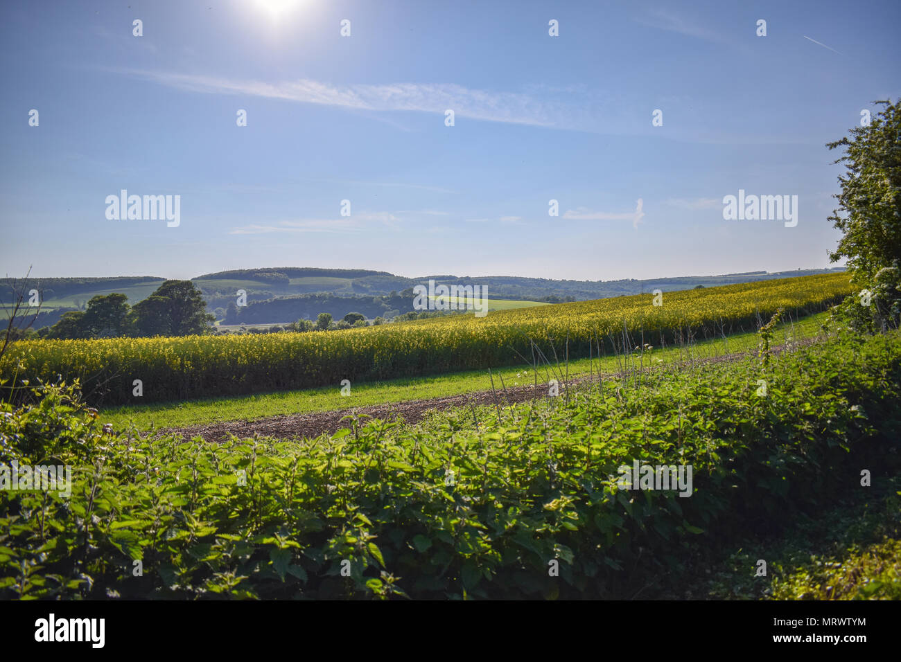 Fields of yellow flowers Stock Photo Alamy