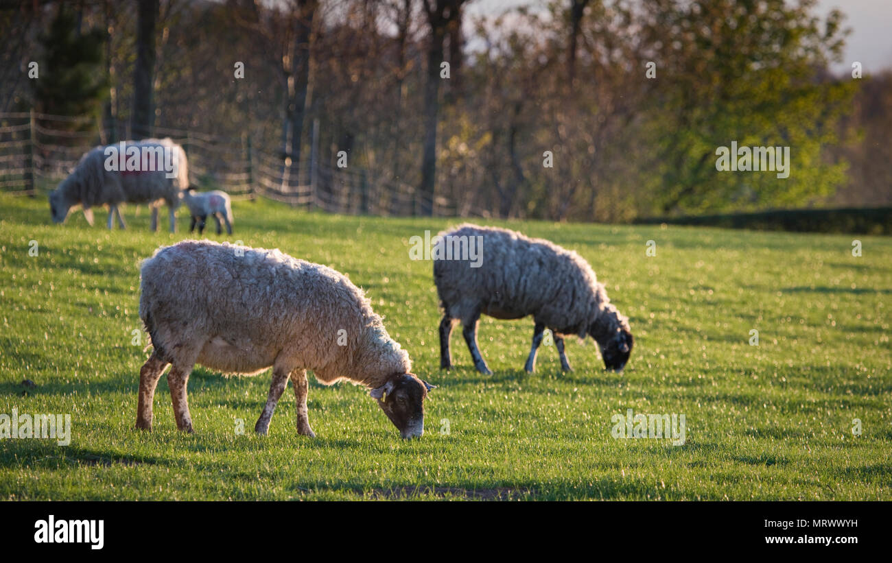Sheep and lambs in a field in North Yorkshire, England, United Kingdom Stock Photo
