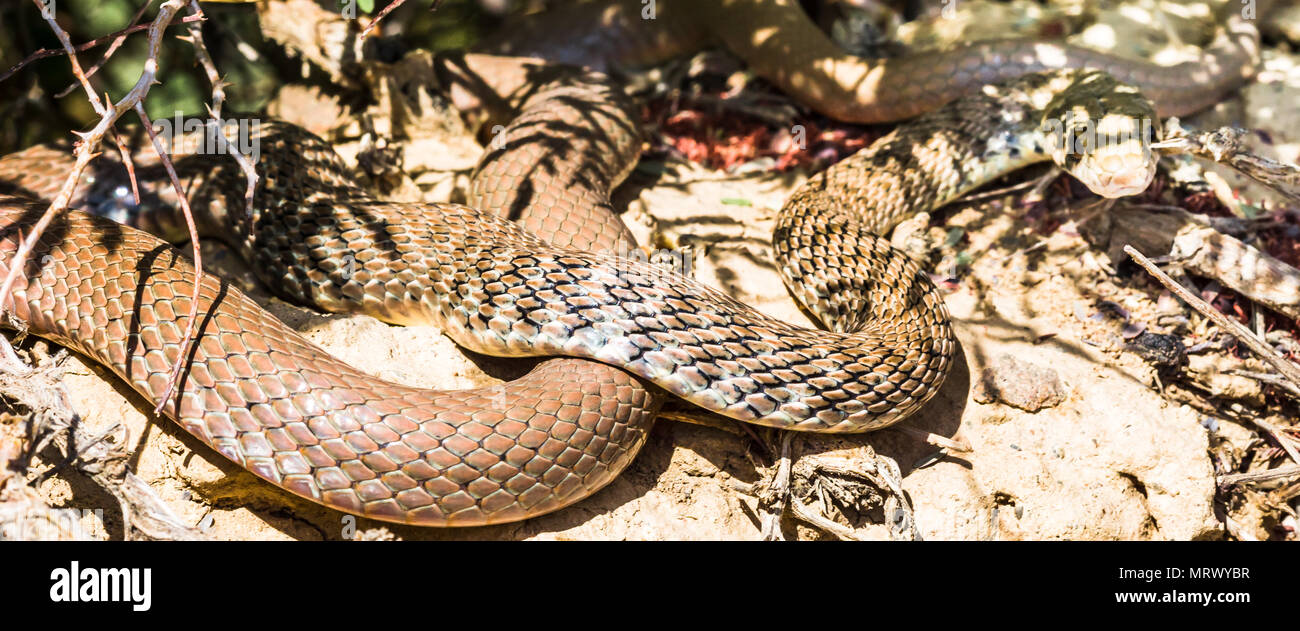 View on snake by abonded town of Kharanaq in Iran Stock Photo