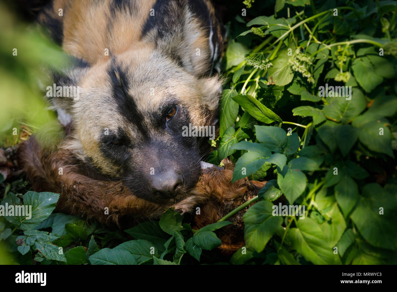 African Hunting Dog feeding on an animal leg, ZSL London Zoo, UK. Stock Photo