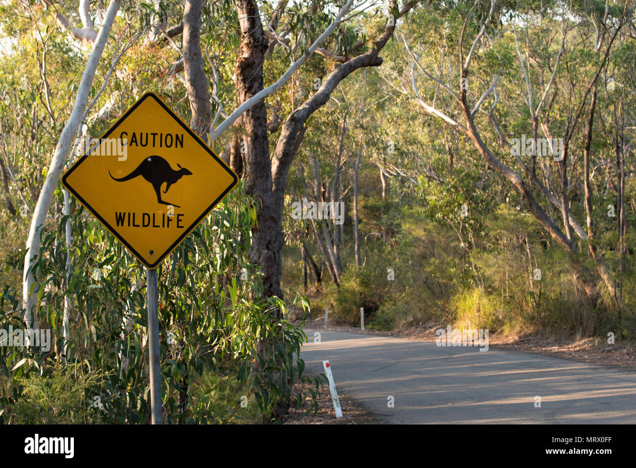 A caution wildlife warning sign in Ku-Ring-Gai Chase National Park on the road to Bobbin Head in Sydney NSW, Australia Stock Photo