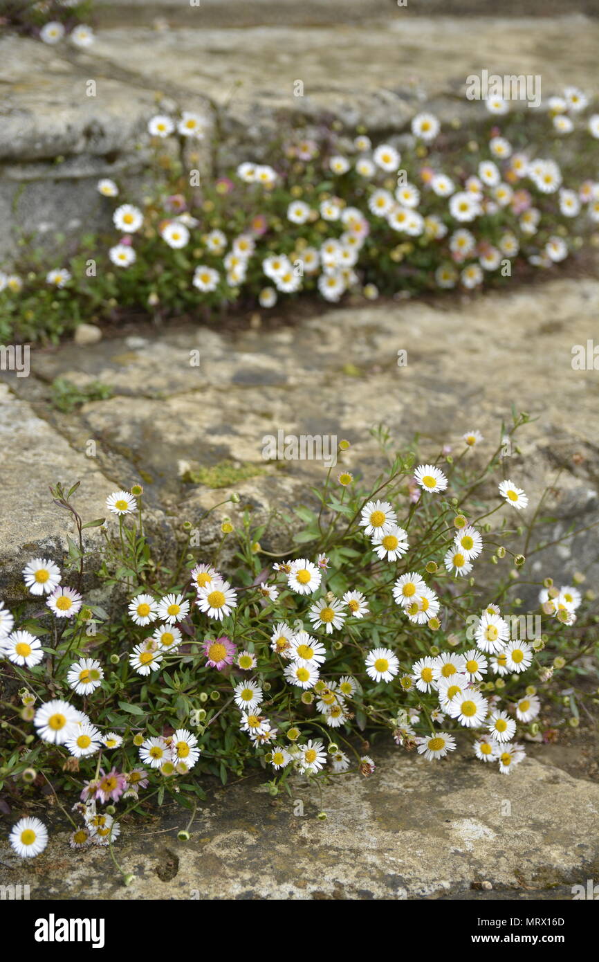 Daisy steps hi-res stock photography and images - Alamy