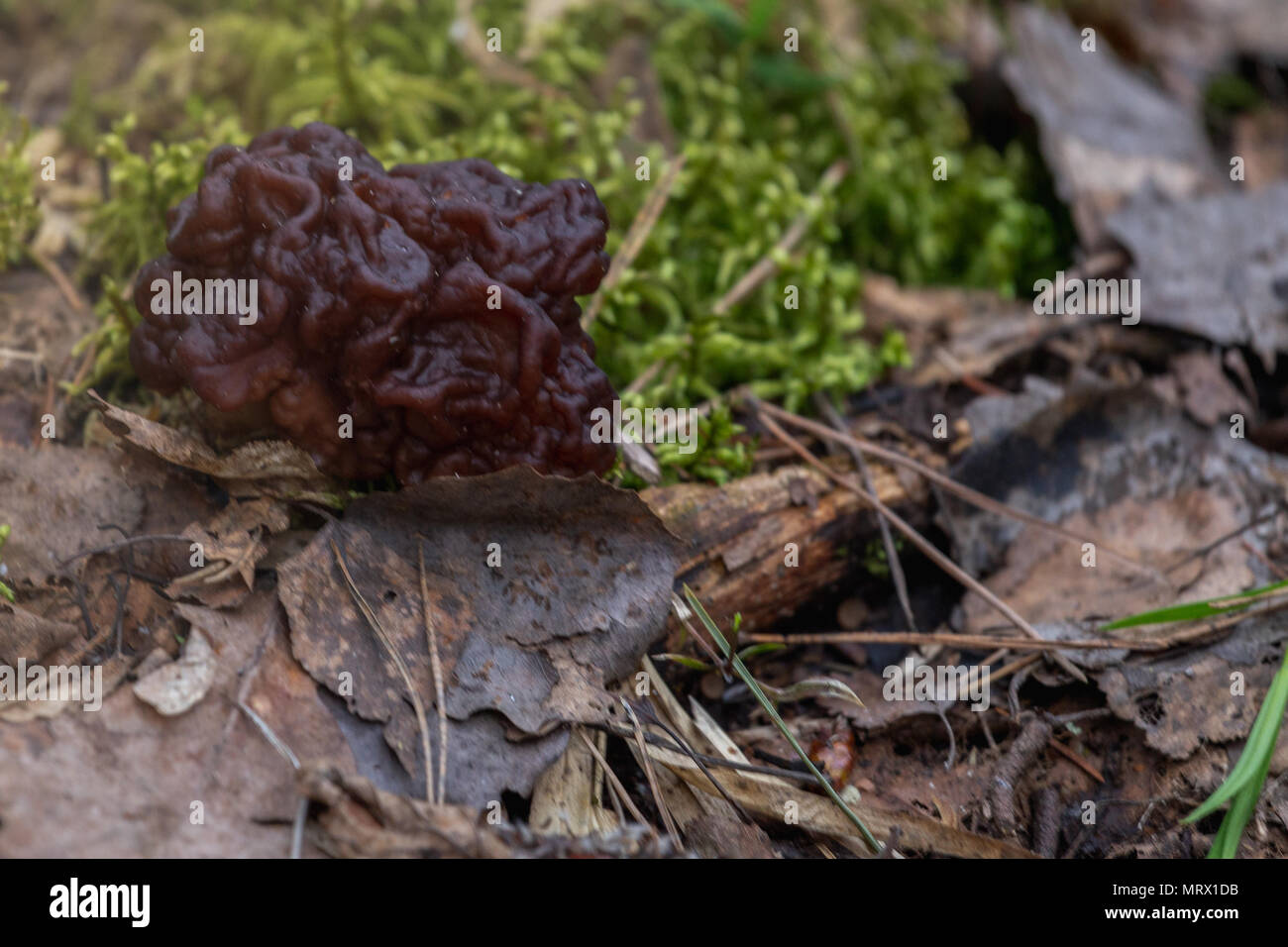 Spring fungi Gyromitra esculenta known as False morel in forest Stock Photo