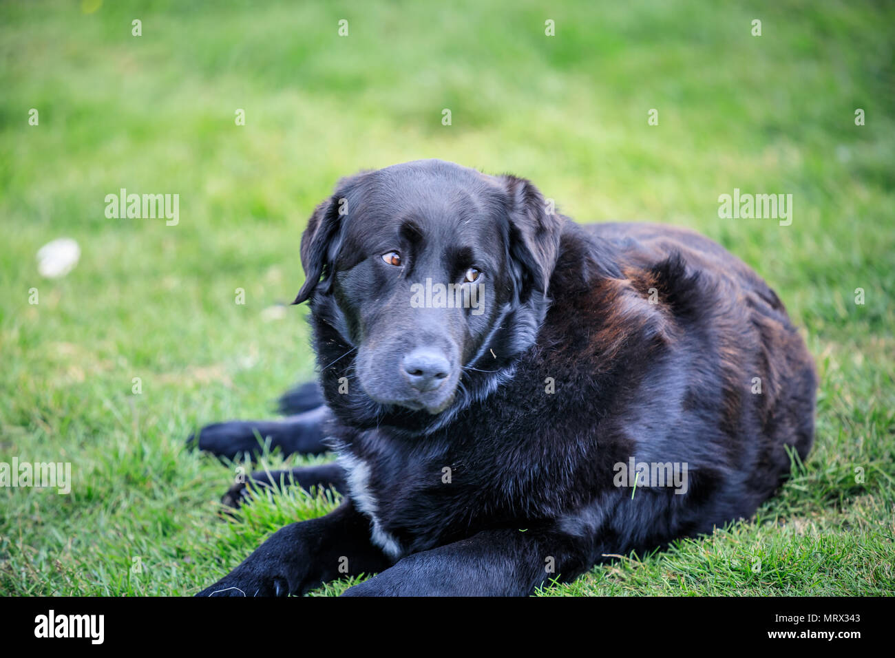 Dog breed iceland hi-res stock photography and images - Alamy