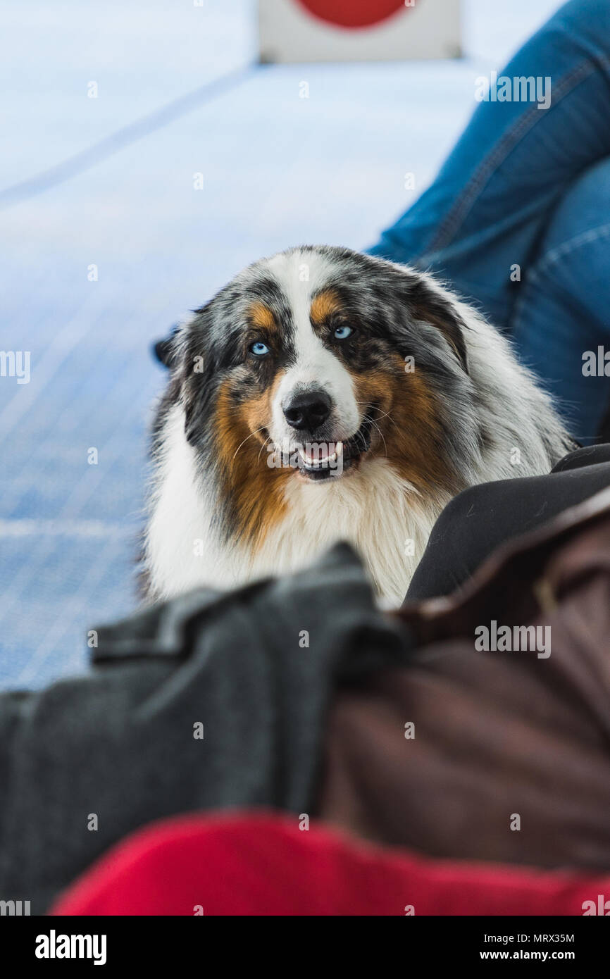 Border Collie With Blue Eyes Stock Photos Border Collie With