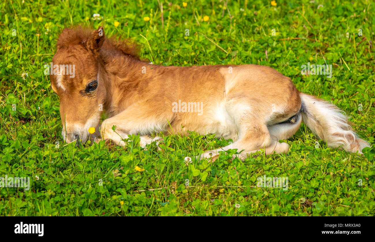 A newborn pony foal with its mother on the lake shore grasslands of the  Upper Zurich Lake (Obersee), Rapperswil Jona, Sankt Gallen, Switzerland  Stock Photo - Alamy