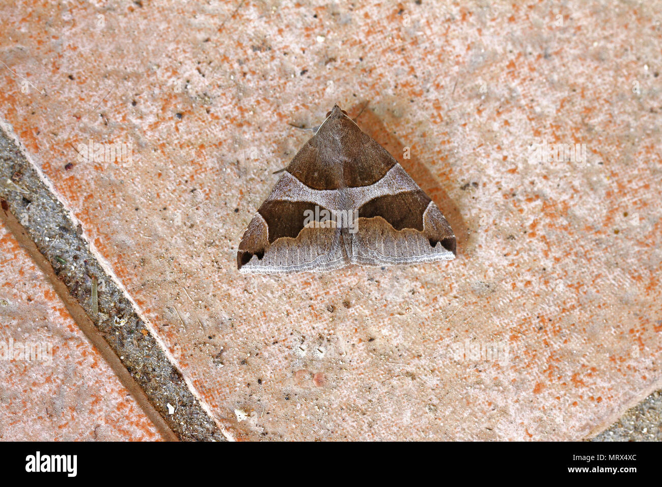 Passenger moth dysgoina algira family noctuidae resting on a ceramic paving stone in summer in Italy Stock Photo