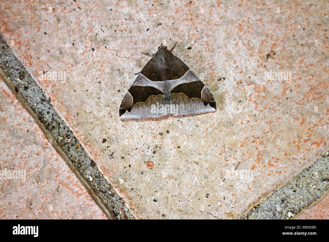 Passenger moth dysgoina algira family noctuidae resting on a ceramic paving stone in summer in Italy Stock Photo