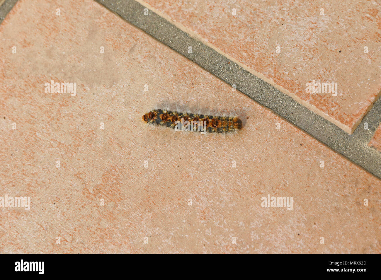 pine processionary caterpillar Latin thaumetopoea pityocampa crawling