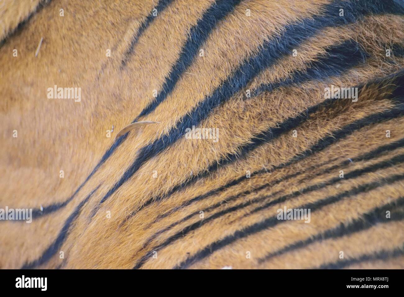 Colorful Texture of Tiger skin fur surface Stock Photo