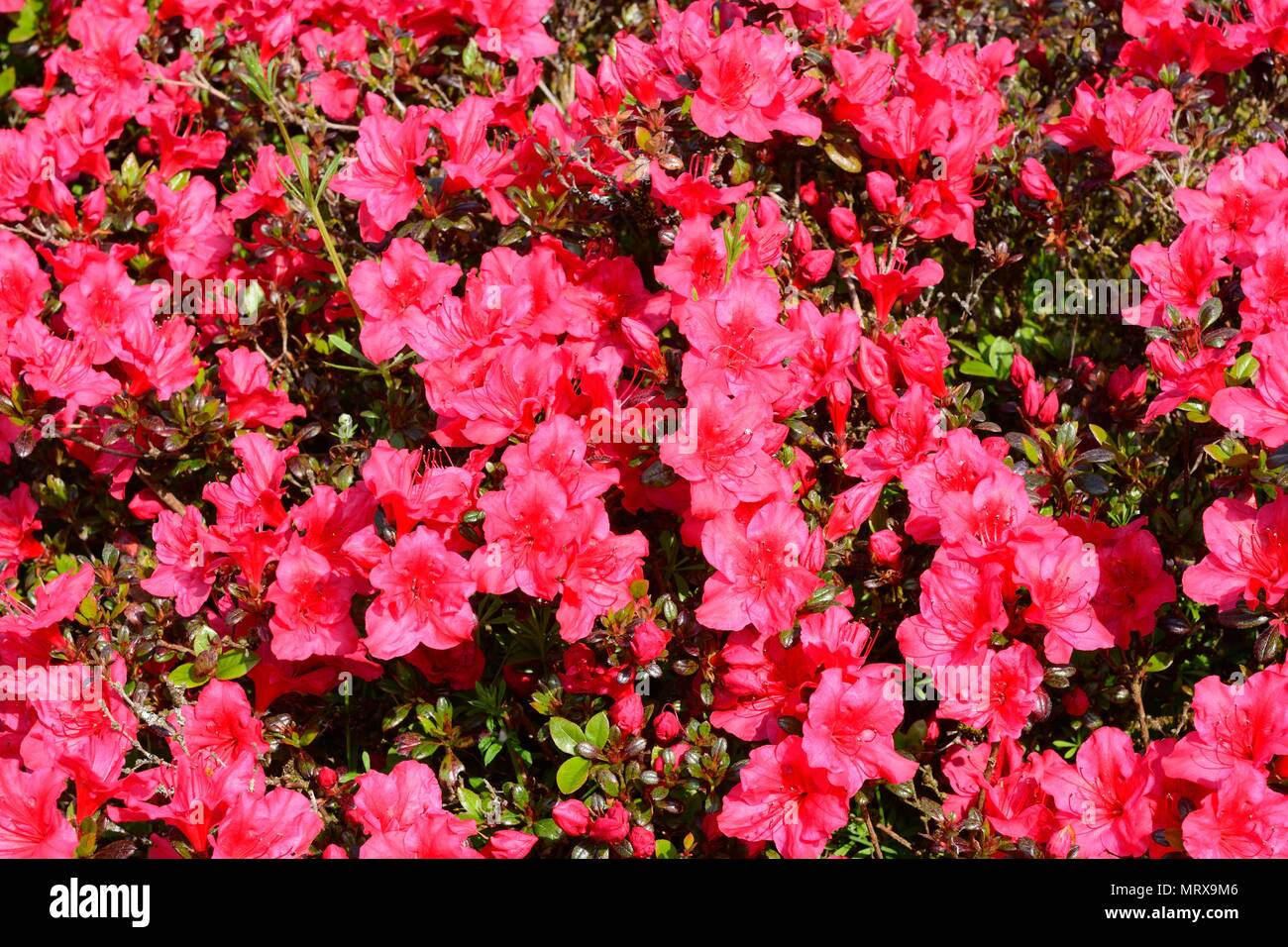 Rhododendron Johanna flowers Stock Photo