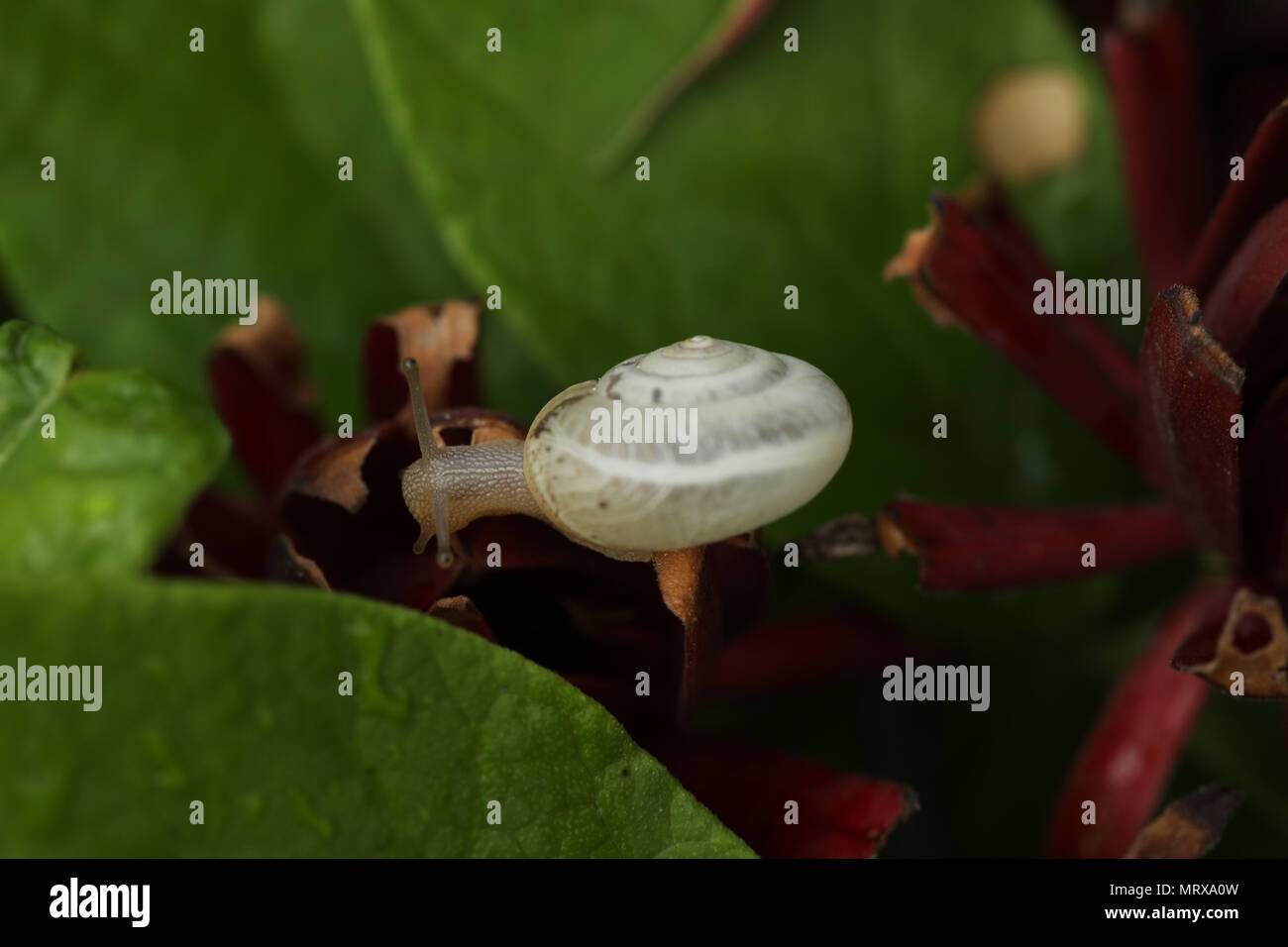 Snail on a plant Stock Photo Alamy