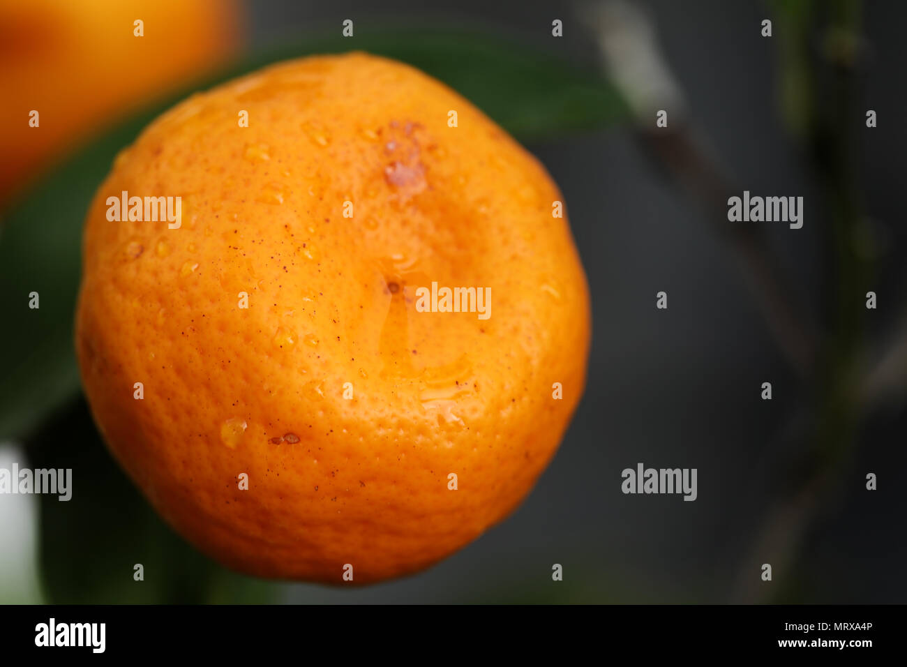 Kumquat Stock Photo Alamy