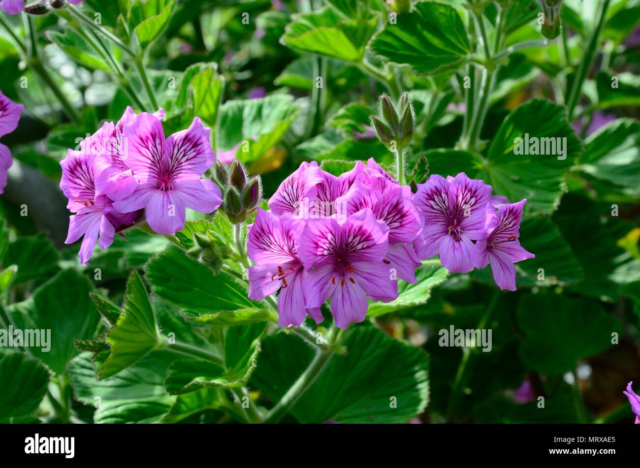 Pelargonium cucullatum  wild mallow flowers Stock Photo