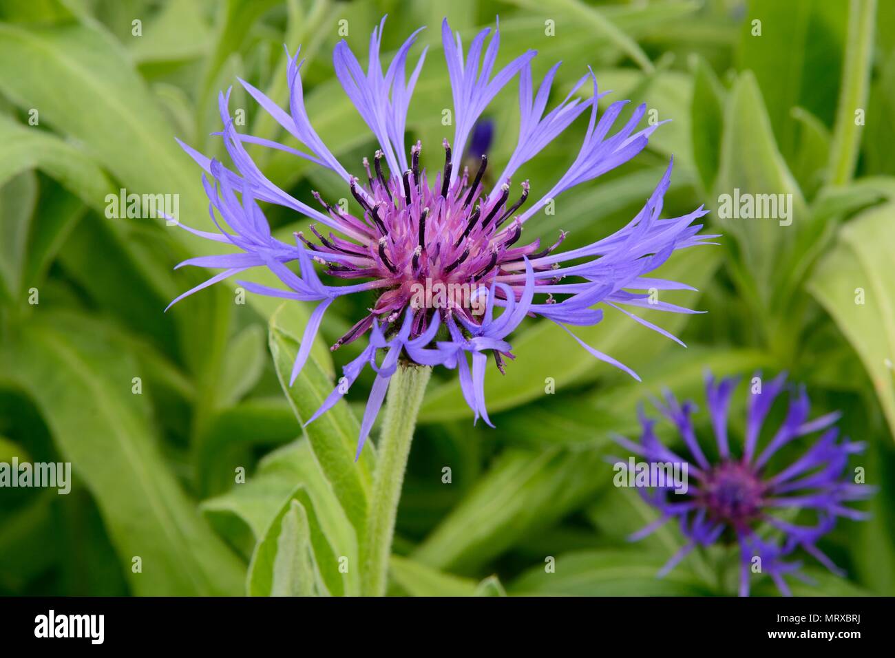 Centaurea montana perennial cornflower knapweed Stock Photo Alamy