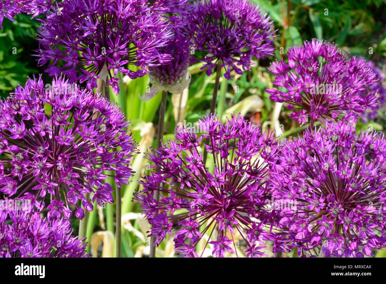 Alium hollandicum Purple sensation Persian onion or Dutch garlic large umbels of purple flowers Stock Photo