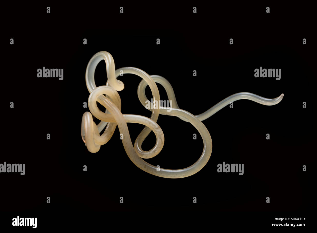 Anisakid nematode worm hires stock photography and images Alamy