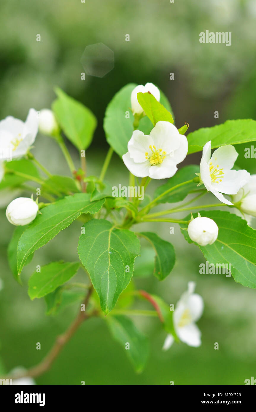 the blossoming apple tree white flowers in the spring Stock Photo Alamy