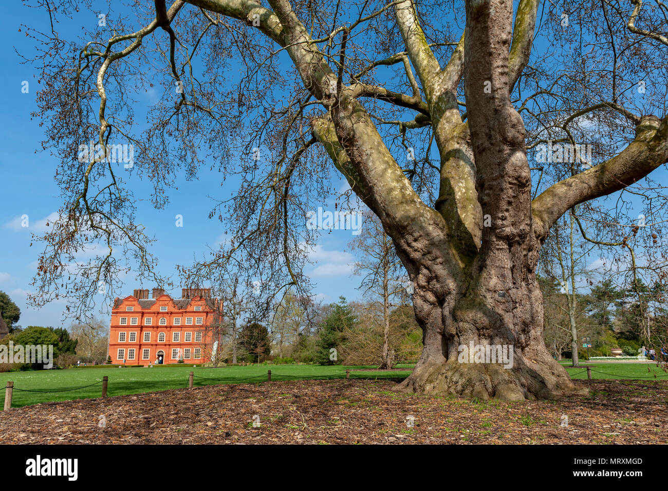 London, UK - April 2018: Oriental plane (Platanus orientalis), planted at Kew Gardens since 1762 and the Dutch House building of Kew Palace Stock Photo