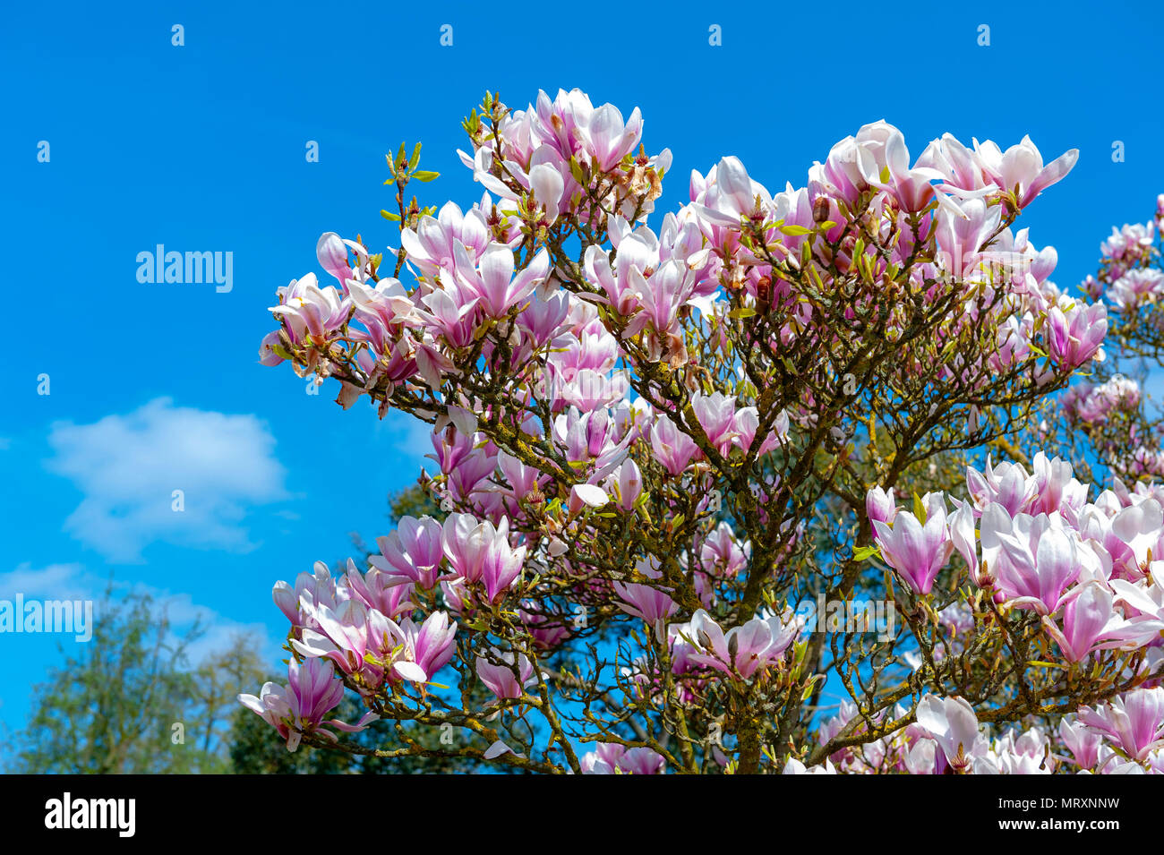 Flowering branches of Saucer magnolia (Magnolia x soulangeana), a hybrid plant in the genus Magnolia and family Magnoliaceae Stock Photo