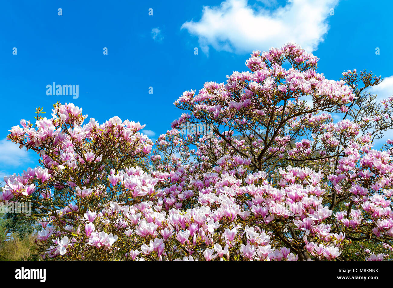 Flowering branches of Saucer magnolia (Magnolia x soulangeana), a