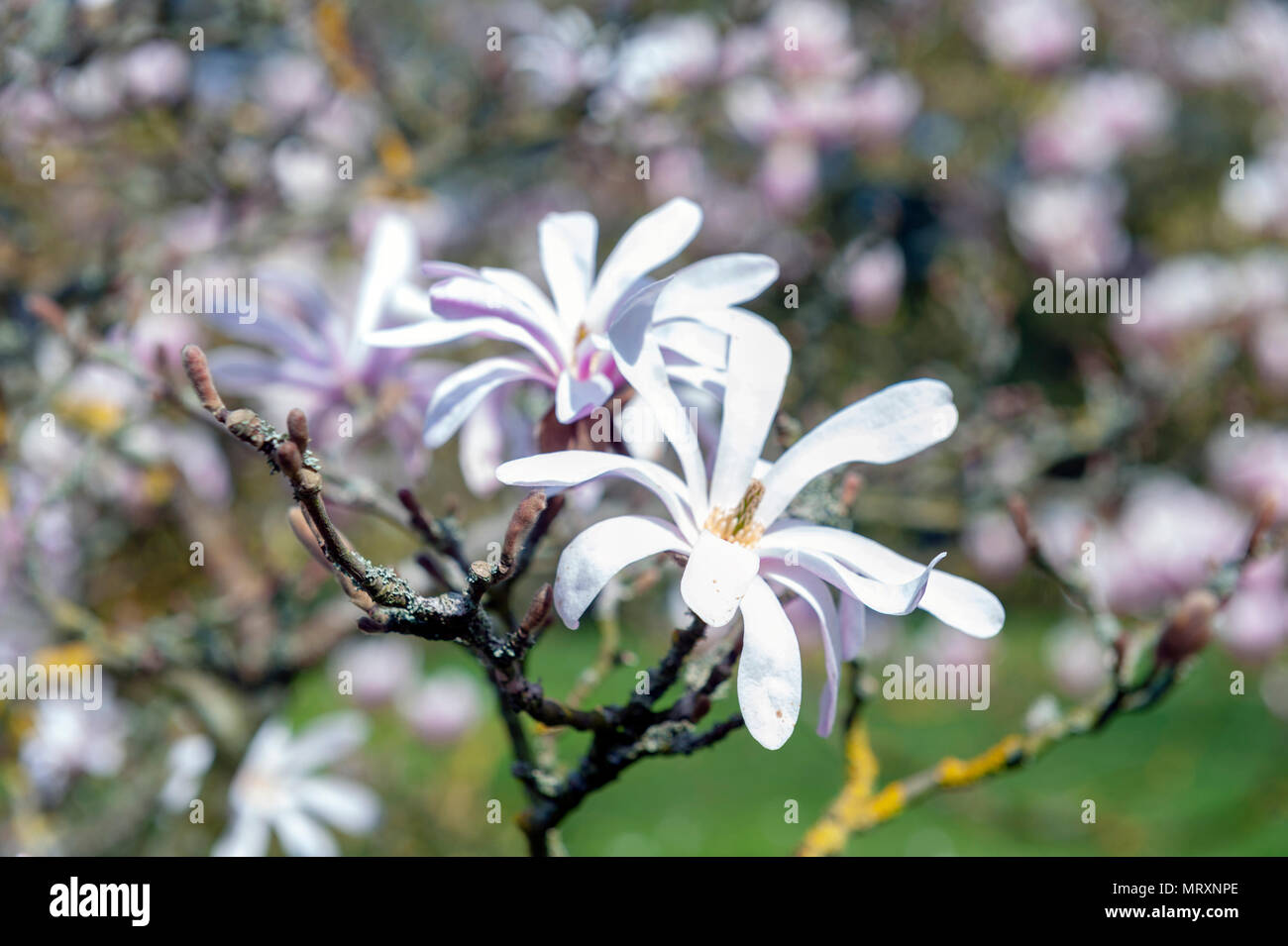 Flowering branches of Saucer magnolia (Magnolia x soulangeana), a hybrid plant in the genus Magnolia and family Magnoliaceae Stock Photo