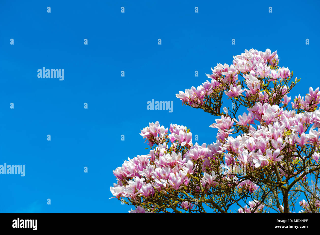 Flowering branches of Saucer magnolia (Magnolia x soulangeana), a hybrid plant in the genus Magnolia and family Magnoliaceae Stock Photo