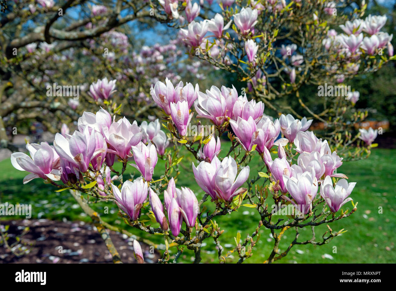 Flowering branches of Saucer magnolia (Magnolia x soulangeana), a hybrid plant in the genus Magnolia and family Magnoliaceae Stock Photo