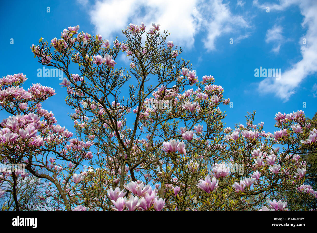 Flowering branches of Saucer magnolia (Magnolia x soulangeana), a hybrid plant in the genus Magnolia and family Magnoliaceae Stock Photo