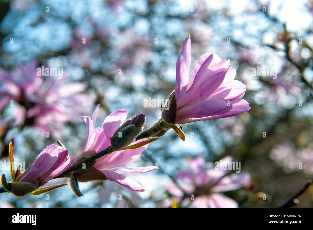 Flowering branches of Saucer magnolia (Magnolia x soulangeana), a hybrid plant in the genus Magnolia and family Magnoliaceae Stock Photo