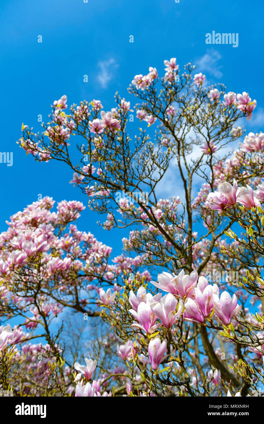 Flowering branches of Saucer magnolia (Magnolia x soulangeana), a