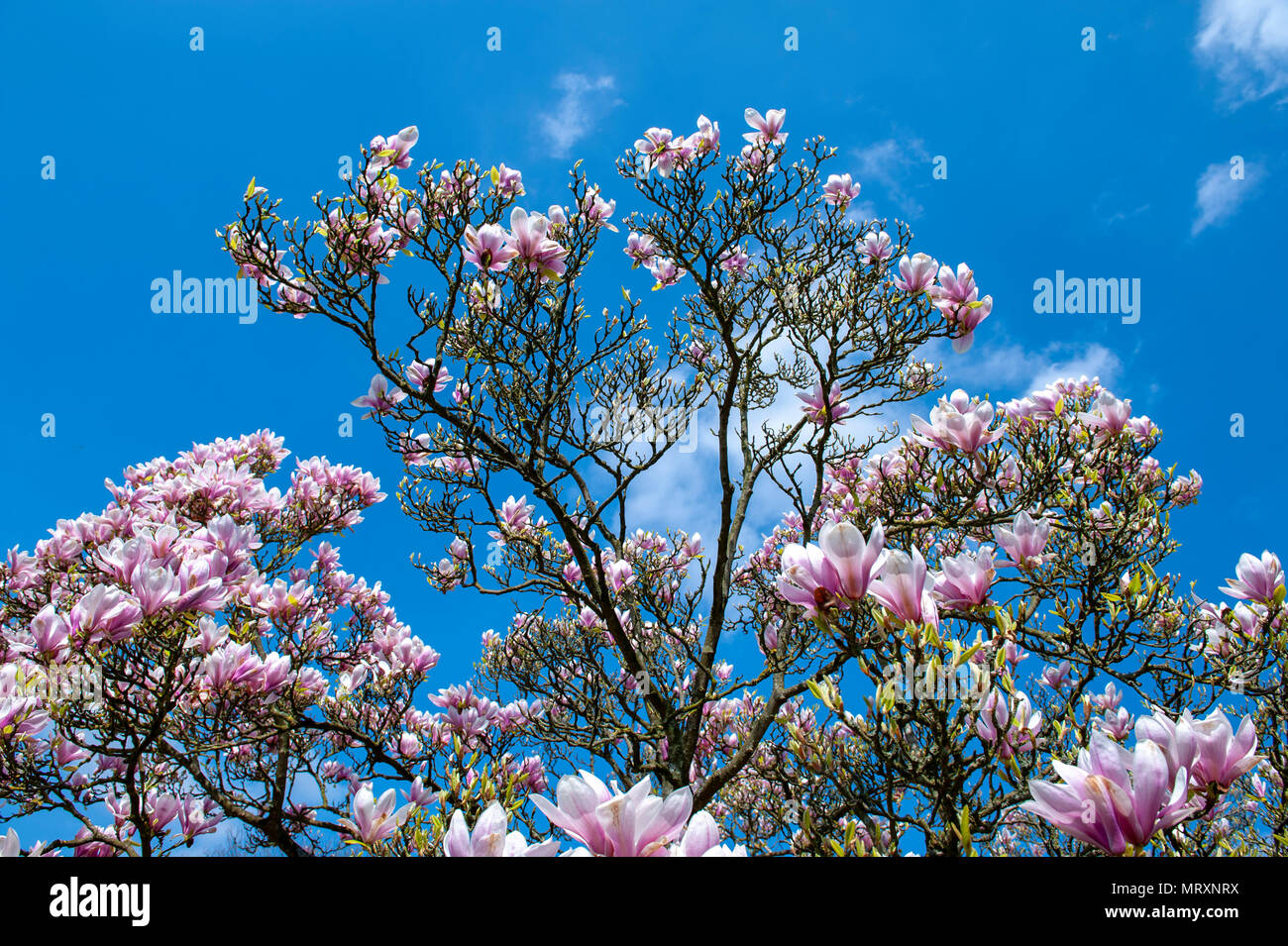 Flowering branches of Saucer magnolia (Magnolia x soulangeana), a hybrid plant in the genus Magnolia and family Magnoliaceae Stock Photo