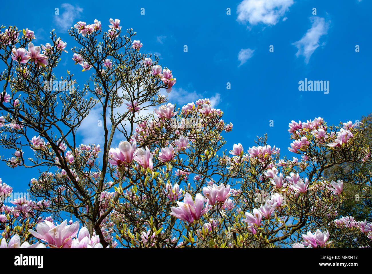 Flowering branches of Saucer magnolia (Magnolia x soulangeana), a hybrid plant in the genus Magnolia and family Magnoliaceae Stock Photo