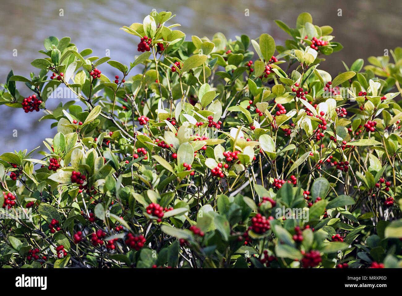 Why did they describe dingleberries in this detail #dingleberry #dingl, dingle berries